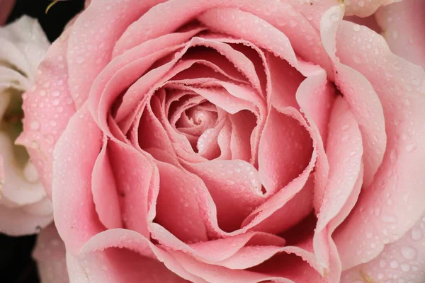 Große Blassrosa Rose Einer Floralen Hochzeitsdekoration — Stockfoto