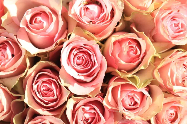 Roses Roses Roses Pâles Fraîches Arrangement Fleurs Nuptiales — Photo