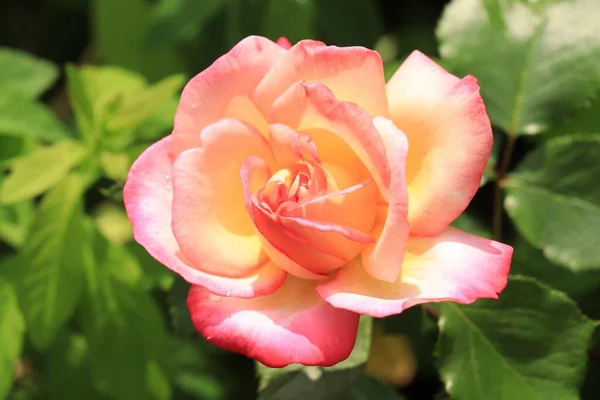 Close Van Een Enkele Roze Roos Late Namiddag Licht — Stockfoto