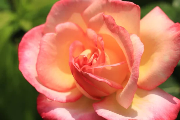 Zbliżenie Jednej Różowej Róży Późnym Popołudniowym Świetle — Zdjęcie stockowe