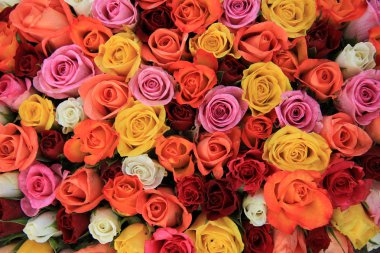 çok renkli düğün gül