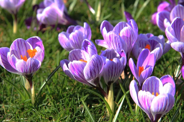 Crocuses on a field — Stock Photo, Image