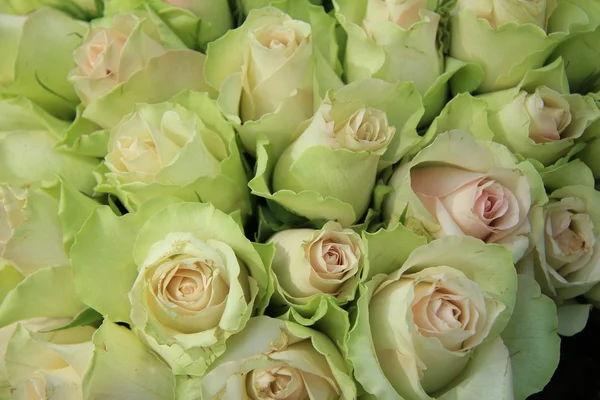 Pale pink wedding roses — Stock Photo, Image