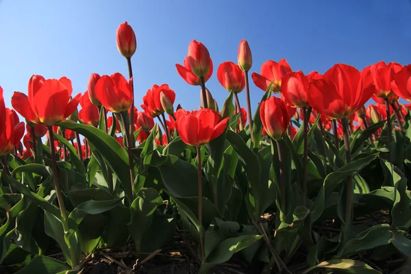 Röda tulpaner i ett fält — Stockfoto