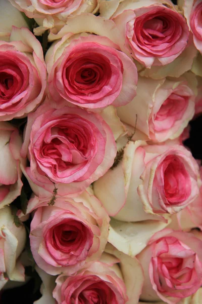 Rosas de boda rosa —  Fotos de Stock