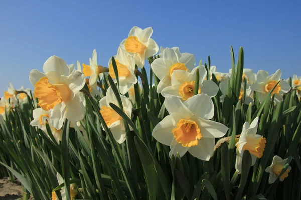 Narcisos blancos y amarillos — Foto de Stock