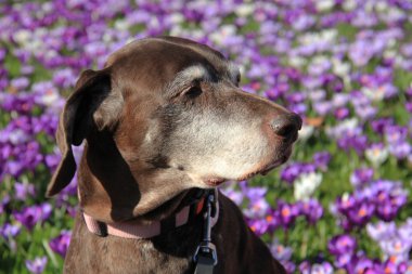 üst düzey Alman kısa tüylü pointer