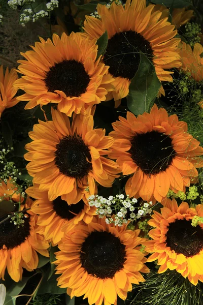 Sonnenblumen — Stockfoto