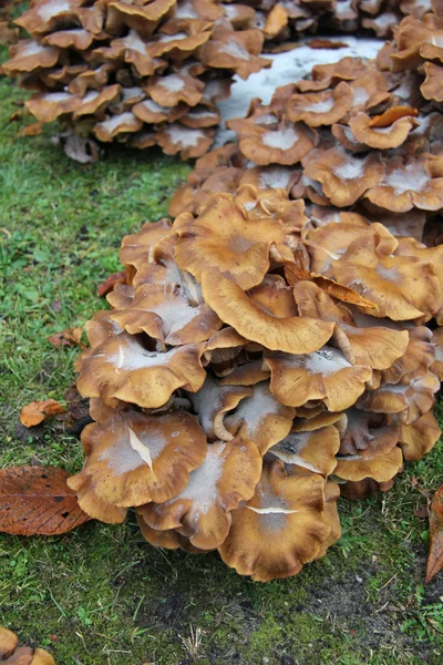Grupa grzybów — Zdjęcie stockowe