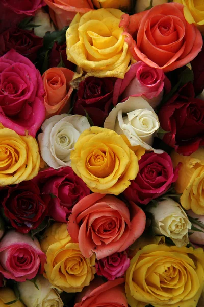 Multicolored roses — Stock Photo, Image