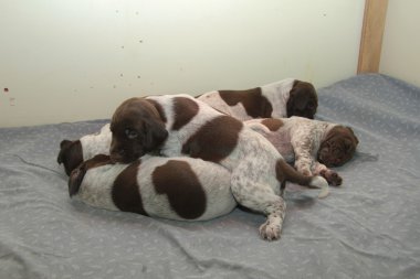Alman Shorthaired Pointer yavruları