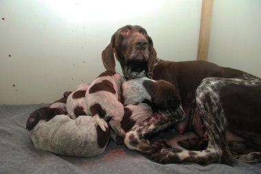 Alman Shorthaired Pointer yavruları