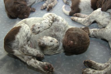 Alman Shorthaired Pointer yavruları