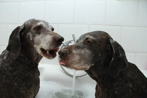 Собаки у ванній — стокове фото