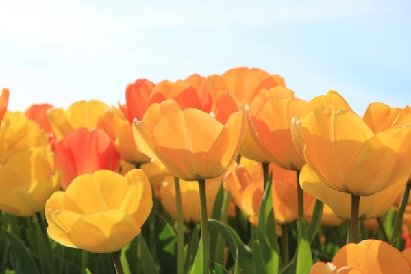 Tulipanes amarillos y naranjas — Foto de Stock