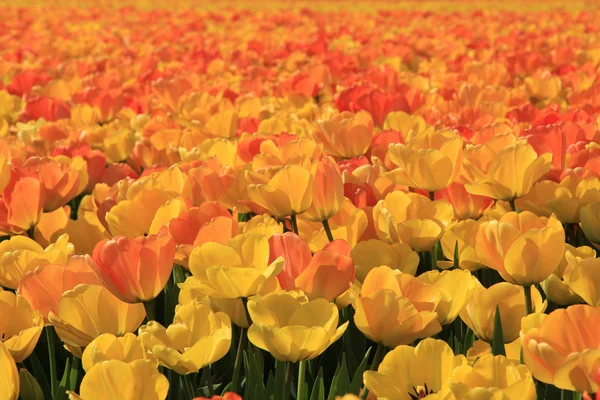 Žluté a oranžové tulipány — Stock fotografie