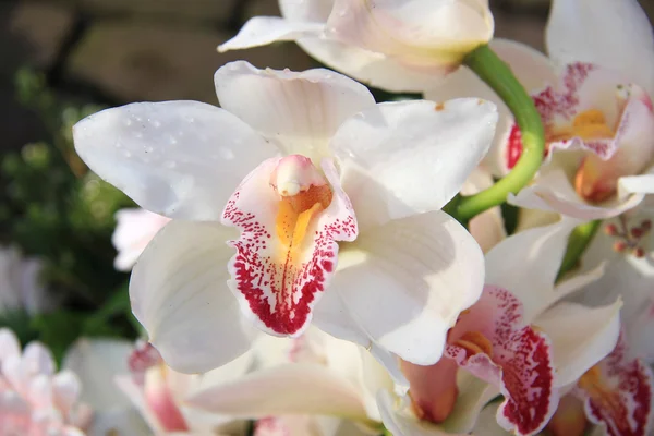 Weiße Cymbidium-Orchideen — Stockfoto