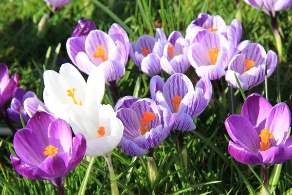 Crocuses on a field — Stock Photo, Image