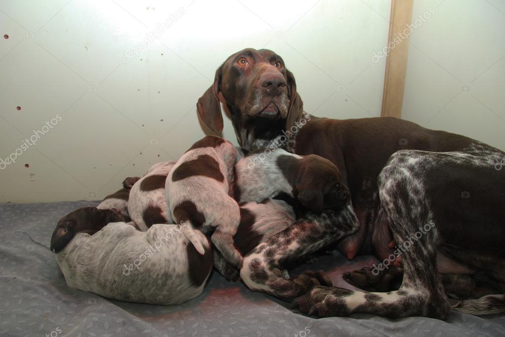 German Shorthaired Pointer Puppies Stock Photo C Portosabbia