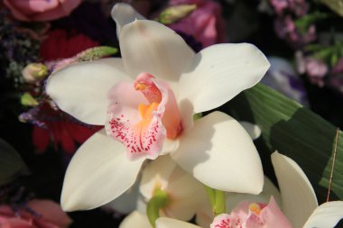 Cymbidium orkide