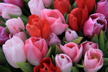 kırmızı ve pembe laleler