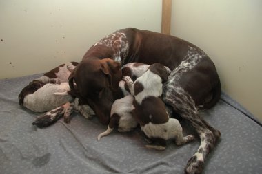 Alman Shorthaired Pointer yavruları