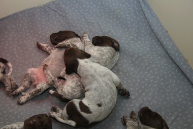 Alman Shorthaired Pointer yavruları