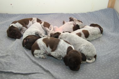 Alman Shorthaired Pointer yavruları