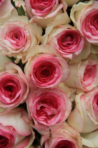 Rosas de casamento rosa — Fotografia de Stock