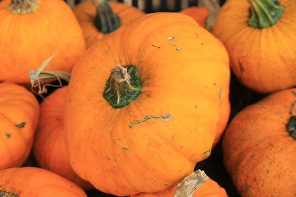 Citrouilles — Photo