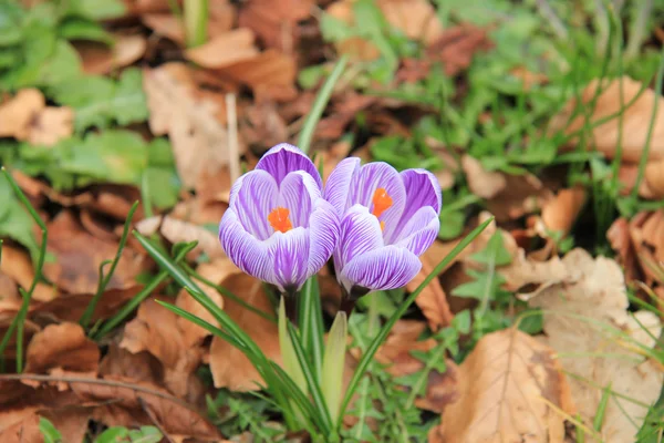 Crocus violets — Photo
