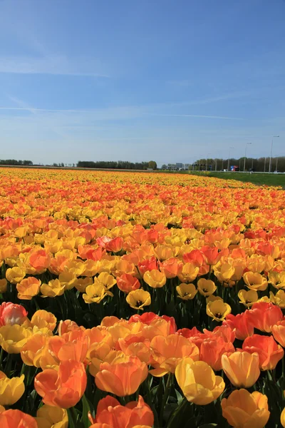 Yellow and orange tulips — Stock Photo, Image