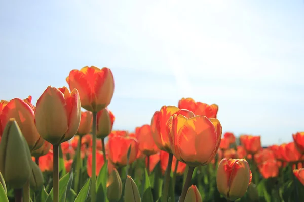 Gelbe und orangefarbene Tulpen — Stockfoto