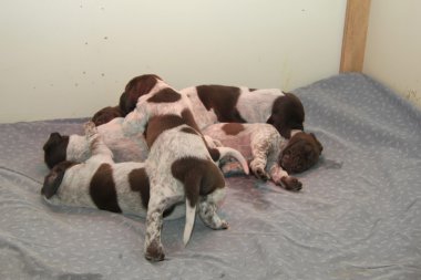 Alman Shorthaired Pointer yavruları