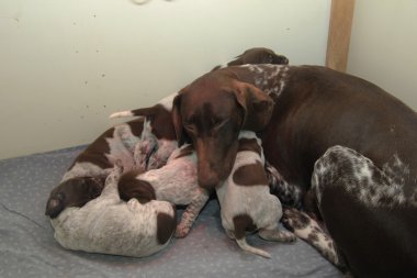 Alman Shorthaired Pointer yavruları