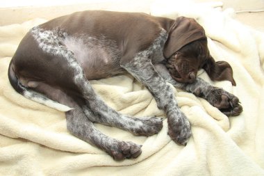 Alman shorthaired pointer yavru