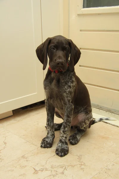 Alemán corto puntero cachorro — Foto de Stock