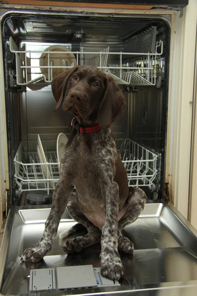 Dishwasher Dog — Stock Photo, Image