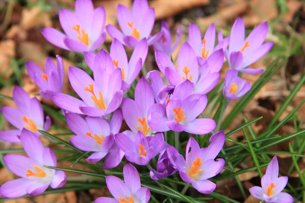 Crochi viola — Foto Stock