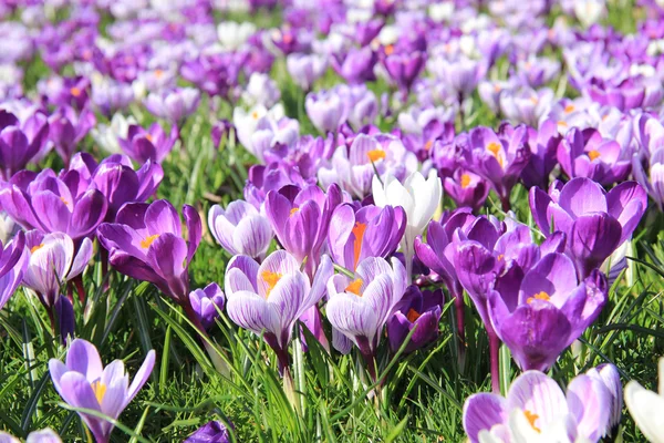 Krokussen in een veld — Stockfoto