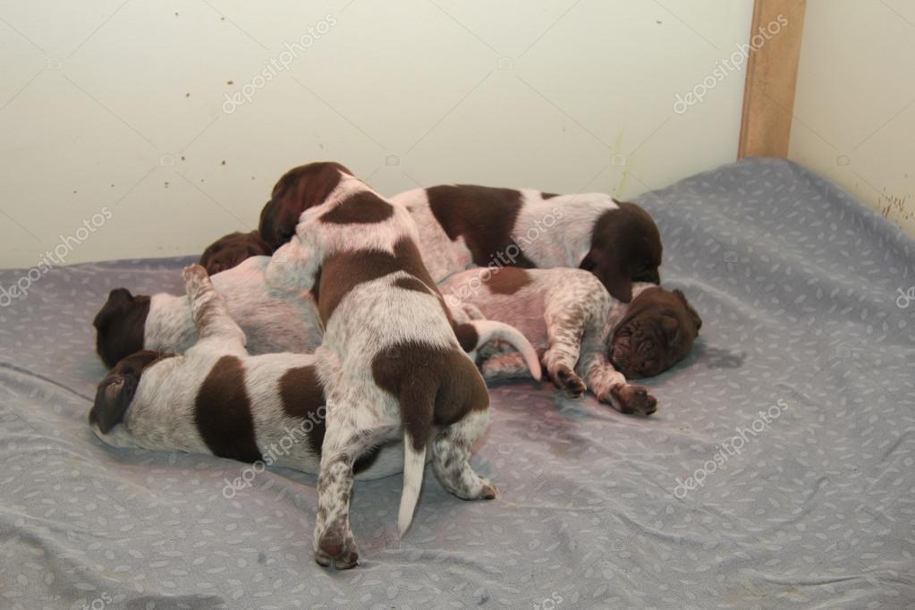 German Shorthaired Pointer Puppies Stock Photo C Portosabbia
