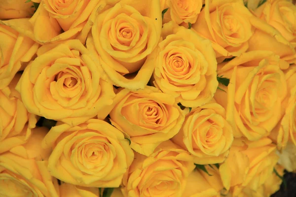 Roses de mariage jaunes — Photo