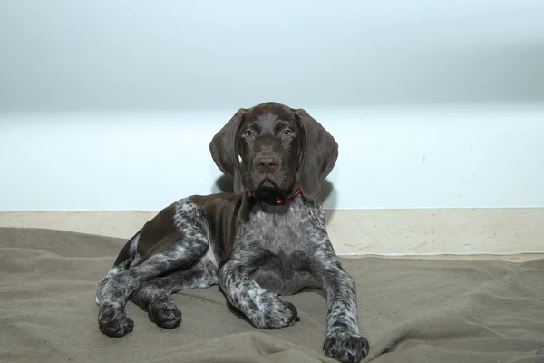 Alemán corto puntero cachorro — Foto de Stock