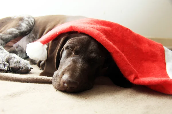 Dormir cachorro de Navidad — Foto de Stock