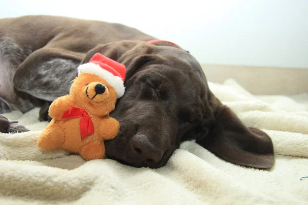 Bir köpeğin Noel'in rüya — Stok fotoğraf