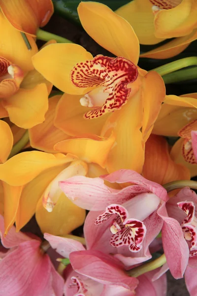 Rosa och gula cymbidium orkidéer — Stockfoto