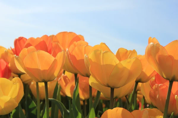 Gele en oranje tulpen — Stockfoto