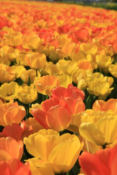 Gelbe und orangefarbene Tulpen — Stockfoto