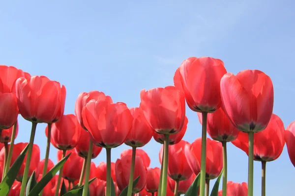 Růžové tulipány — Stock fotografie