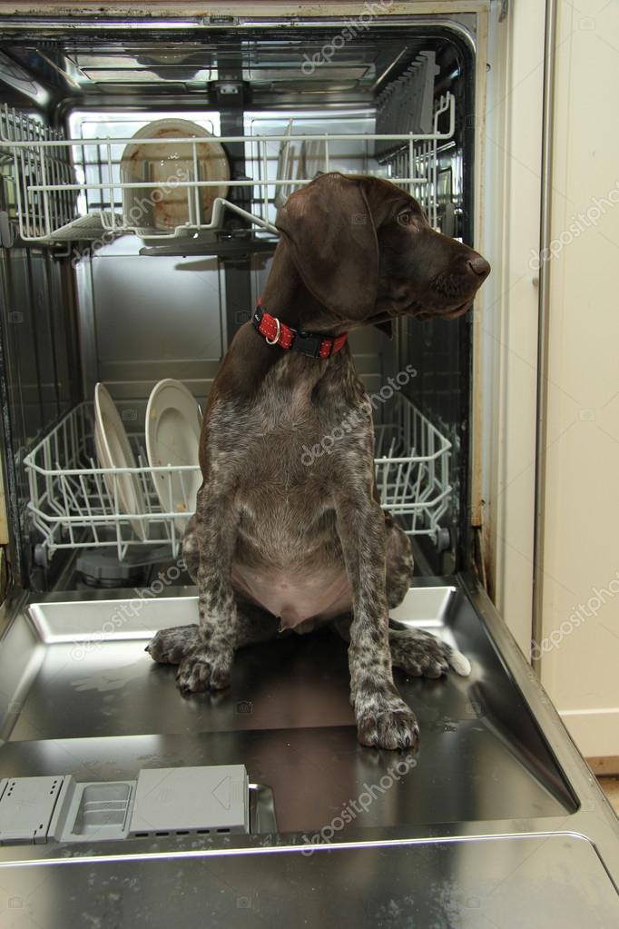 Dishwasher Dog — Stock Photo © portosabbia 60404021